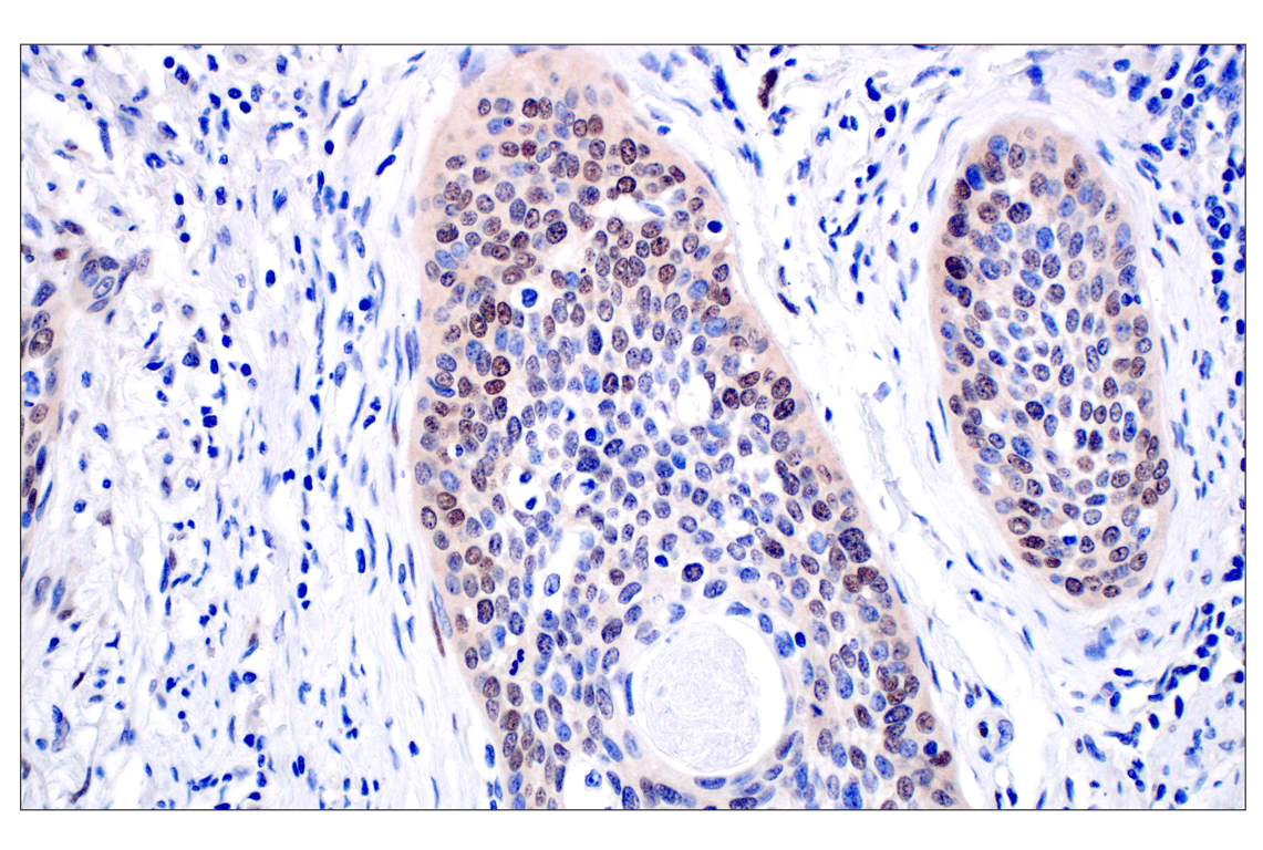 Immunohistochemistry Image 4: ID1 (F2M1J) Rabbit mAb (BSA and Azide Free)