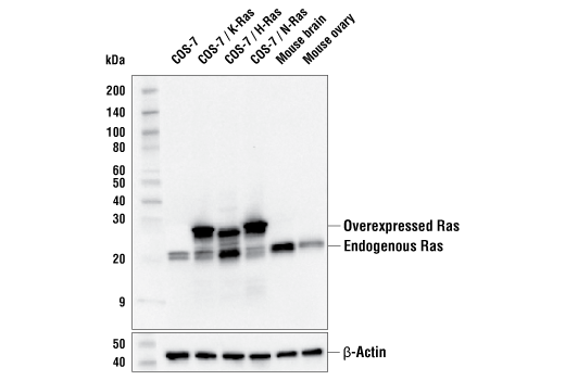 Western Blotting Image 1: Ras (E4K9L) Rabbit mAb