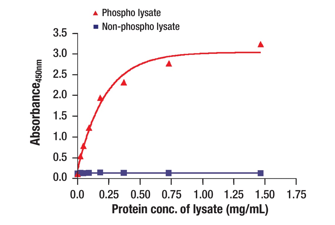 ELISA Image 1: Axl (C89E7) Rabbit mAb (BSA and Azide Free)