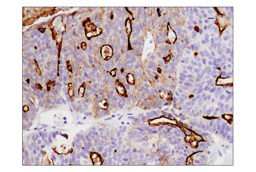 Immunohistochemistry Image 1: CD133 (D2V8Q) XP<sup>®</sup> Rabbit mAb (BSA and Azide Free)