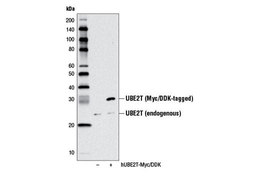 Western Blotting Image 2: UBE2T (D2L7H) Rabbit mAb