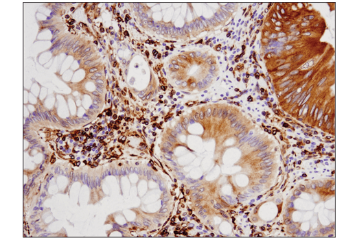 Immunohistochemistry Image 1: STING (D2P2F) Rabbit mAb