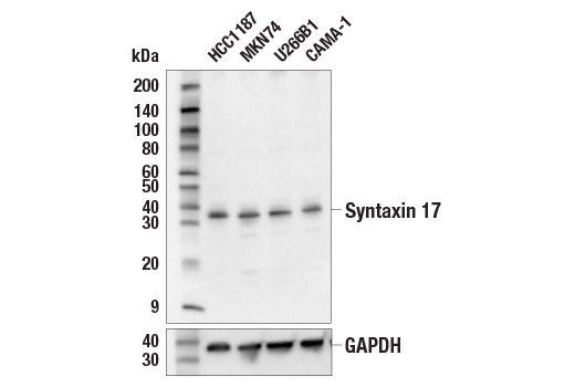Western Blotting Image 2: Syntaxin 17 (E6R7P) Rabbit mAb