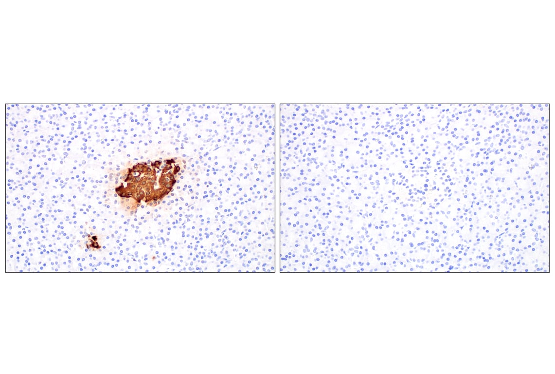 Immunohistochemistry Image 1: C-Peptide (E7U7F) XP<sup>®</sup> Rabbit mAb