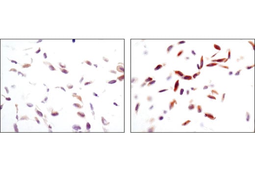 Immunohistochemistry Image 4: Phospho-AMPKα (Thr172) (40H9) Rabbit mAb (BSA and Azide Free)