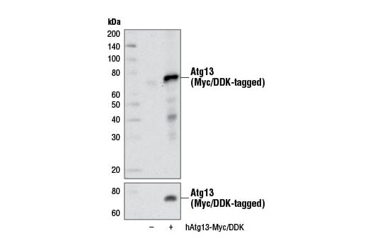 undefined Image 3: PhosphoPlus<sup>®</sup> Atg13 (Ser355) Antibody Duet