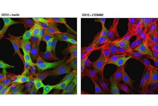 Immunofluorescence Image 1: Phospho-NDRG1 (Thr346) (D98G11) XP<sup>®</sup> Rabbit mAb (Alexa Fluor<sup>®</sup> 488 Conjugate)