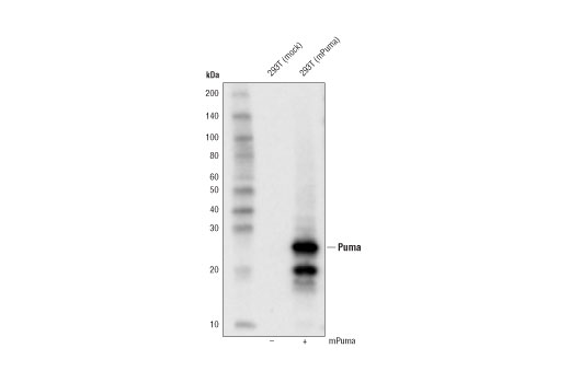 Western Blotting Image 2: Puma (D7L9L) Rabbit mAb