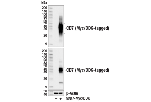 Western Blotting Image 3: CD7 (E4G1Q) XP<sup>®</sup> Rabbit mAb