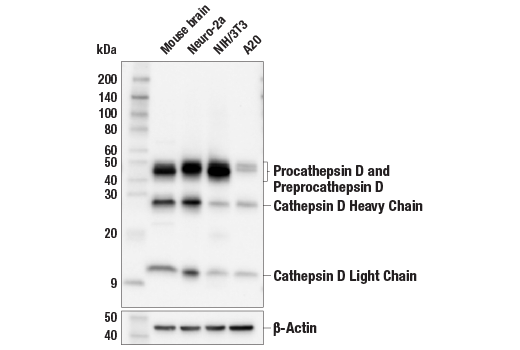 Western Blotting Image 1: Cathepsin D (E7Z4L) XP<sup>®</sup> Rabbit mAb