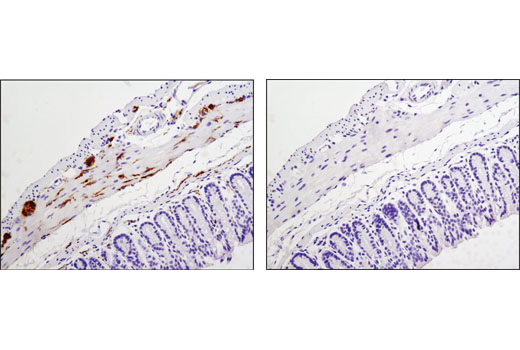 Immunohistochemistry Image 4: Phospho-Tau (Thr181) (D9F4G) Rabbit mAb (BSA and Azide Free)