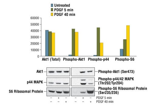 undefined Image 2: PathScan<sup>®</sup> Cell Growth 4-Plex Array Kit