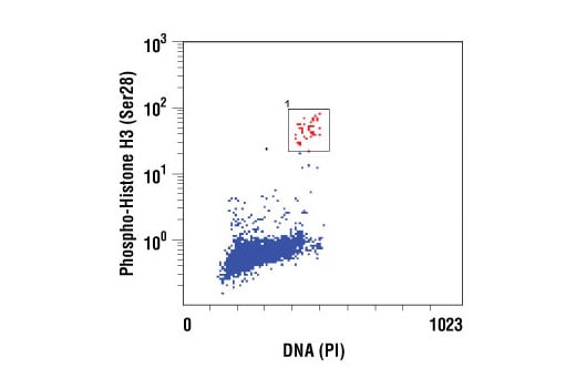 undefined Image 17: Aurora A/B Substrate Antibody Sampler Kit