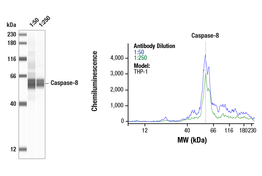 Western Blotting Image 1: Caspase-8 (D35G2) Rabbit mAb