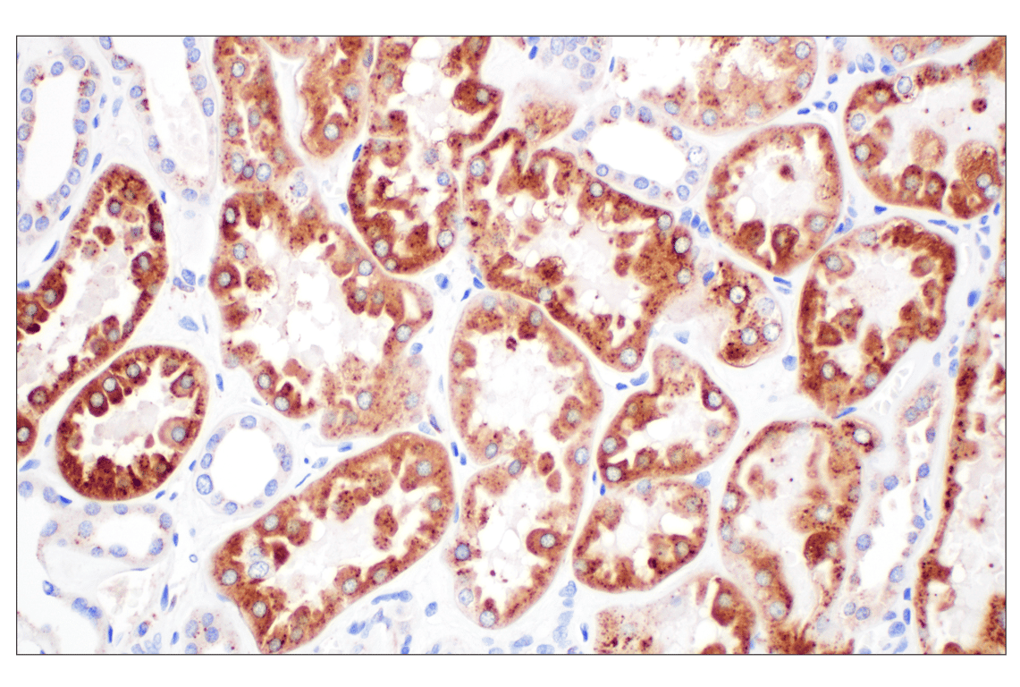Immunohistochemistry Image 5: Cathepsin A (F8X9E) Rabbit mAb