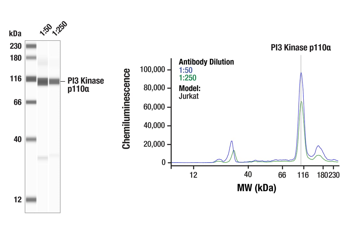 Western Blotting Image 1: PI3 Kinase p110α Antibody