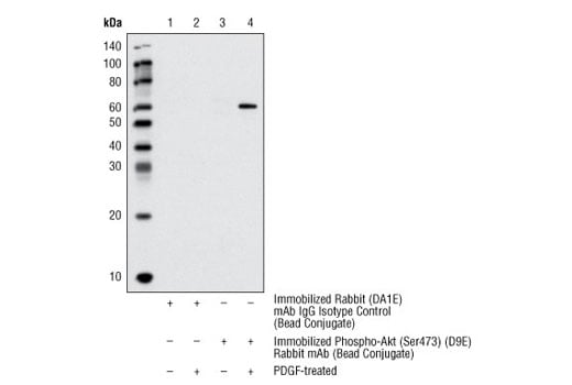 Immunoprecipitation Image 1: Phospho-Akt (Ser473) (D9E) XP<sup>®</sup> Rabbit mAb (Sepharose<sup>®</sup> Bead Conjugate)