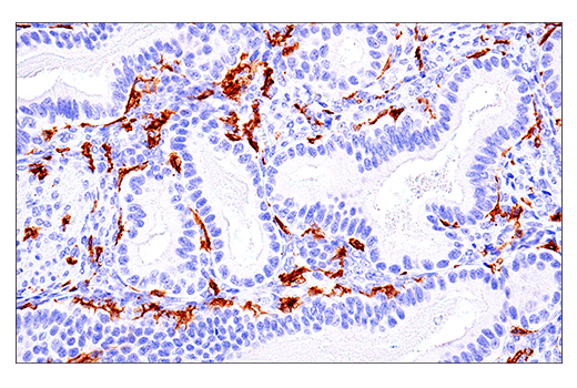 Immunohistochemistry Image 8: LAIR-1 (E7X6I) XP<sup>®</sup> Rabbit mAb (BSA and Azide Free)