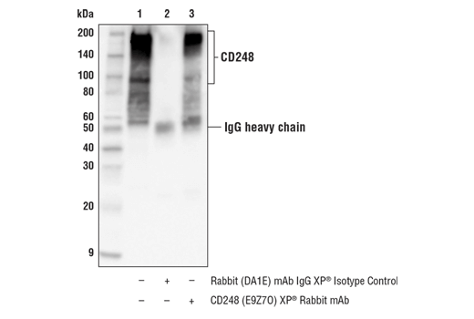 Immunoprecipitation Image 1: CD248 (E9Z7O) XP<sup>®</sup> Rabbit mAb