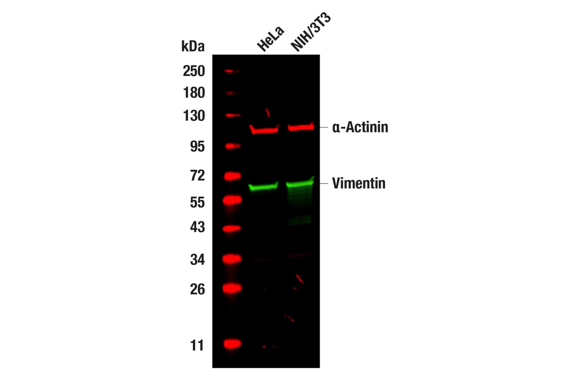 undefined Image 12: Cell Fractionation Antibody Sampler Kit