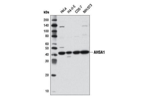Western Blotting Image 1: AHSA1 Antibody