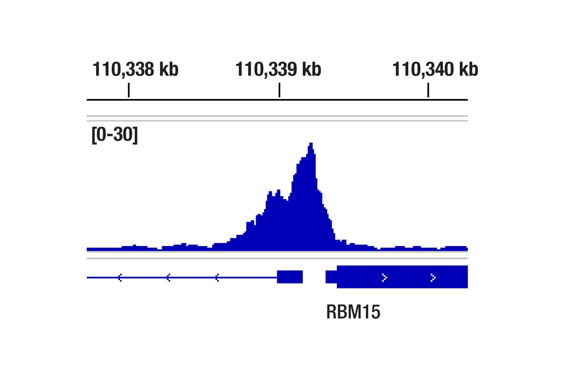 CUT & RUN Image 1: HDAC7 (E7O8V) Rabbit mAb