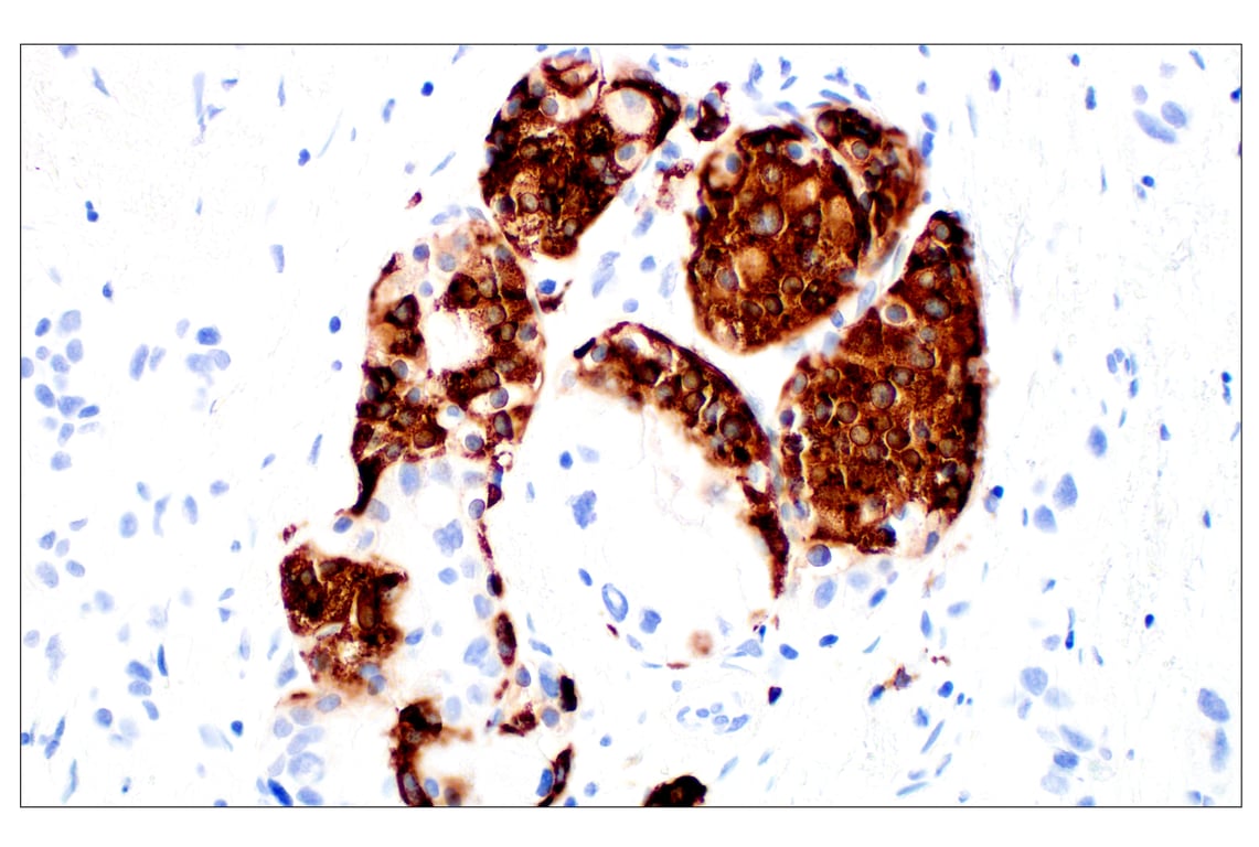 Immunohistochemistry Image 4: C-Peptide (E7U7F) XP<sup>®</sup> Rabbit mAb