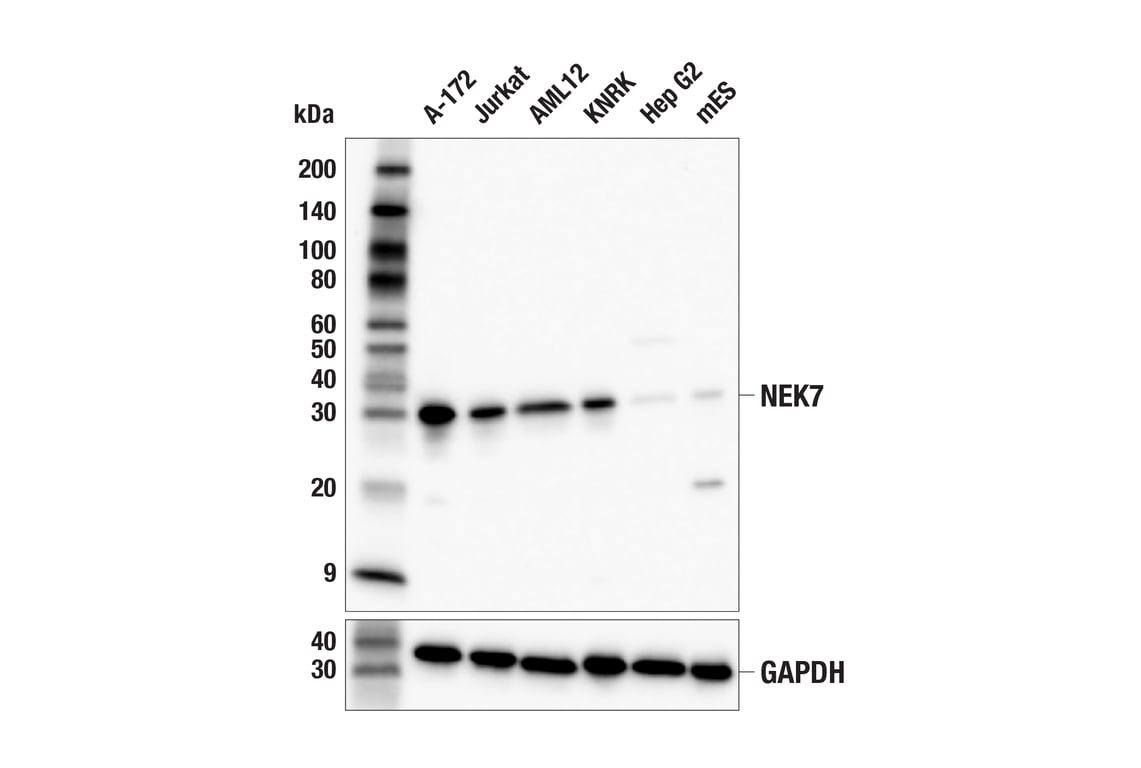 Western Blotting Image 1: NEK7 (E4E1B) Rabbit mAb