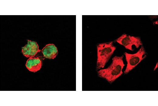 Immunofluorescence Image 1: GATA-1 (D24E4) XP<sup>®</sup> Rabbit mAb