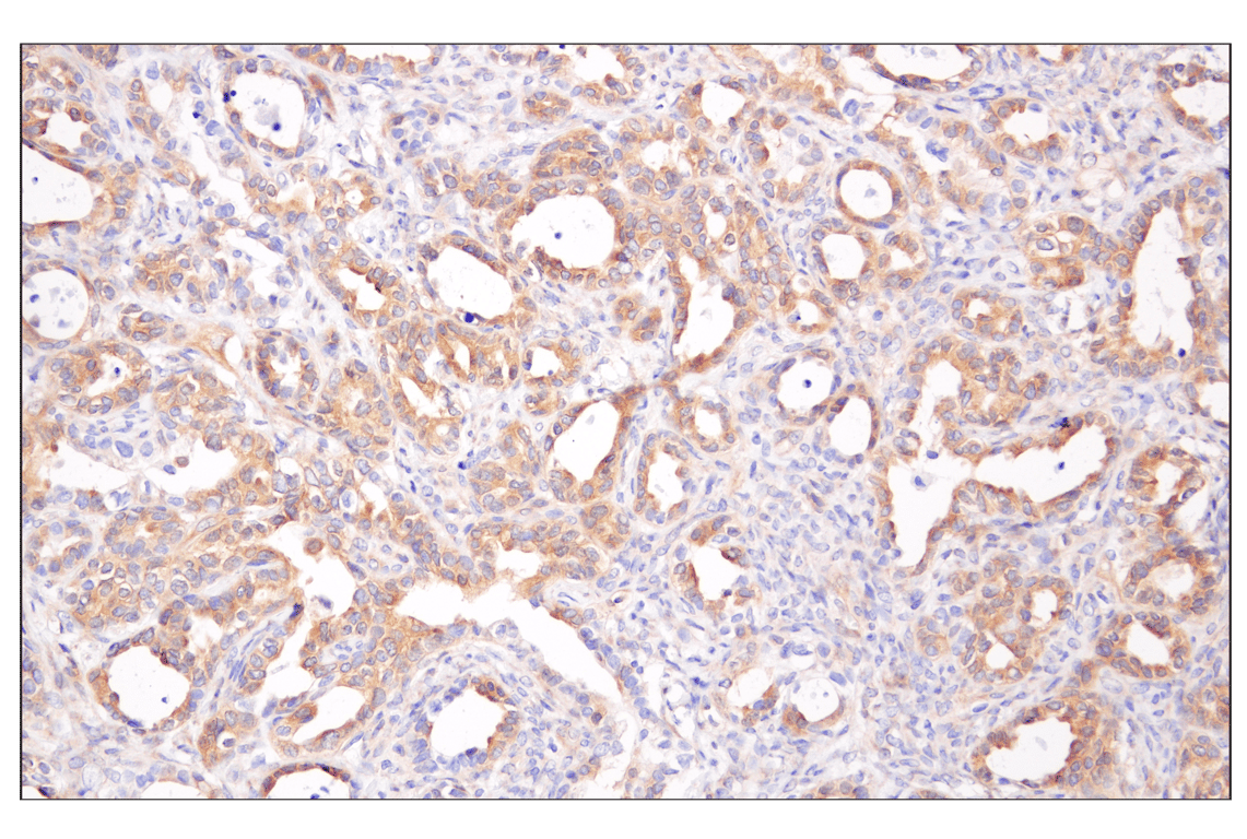 Immunohistochemistry Image 3: Phospho-AMPKα (Thr172) (40H9) Rabbit mAb