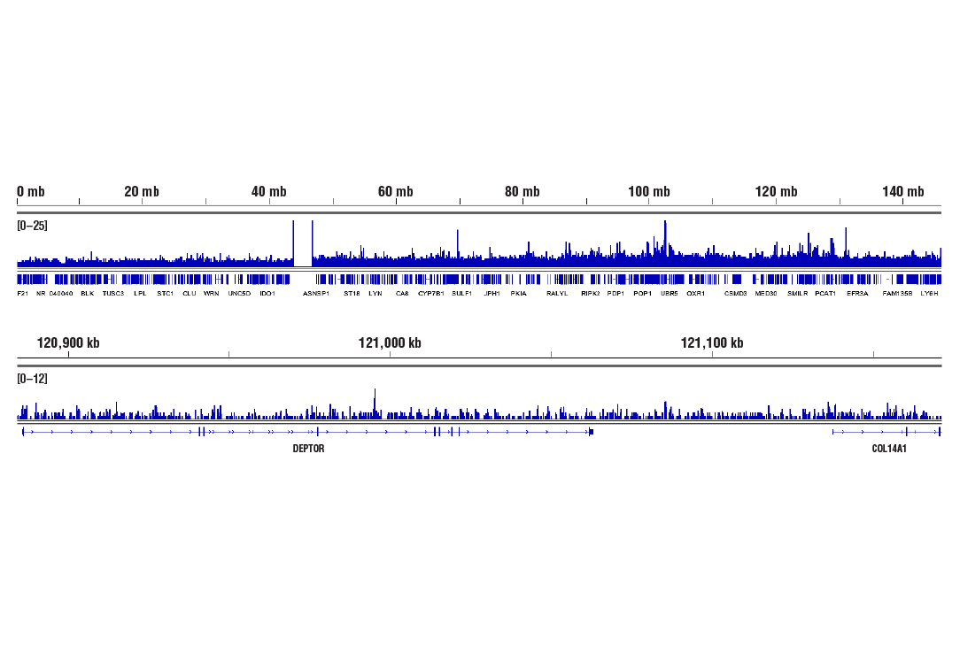 undefined Image 75: BAF Complex IHC Antibody Sampler Kit