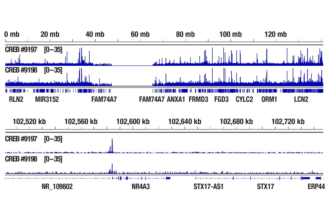 undefined Image 45: Cannabinoid Receptor 1 Downstream Signaling Antibody Sampler Kit
