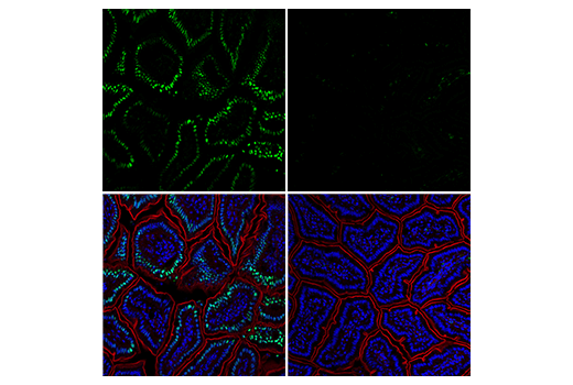 undefined Image 12: PhosphoPlus<sup>®</sup> c-Jun (Ser73) Antibody Duet