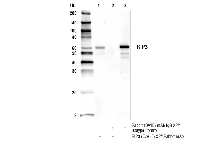 Immunoprecipitation Image 1: RIP3 (E7A7F) XP<sup>®</sup> Rabbit mAb