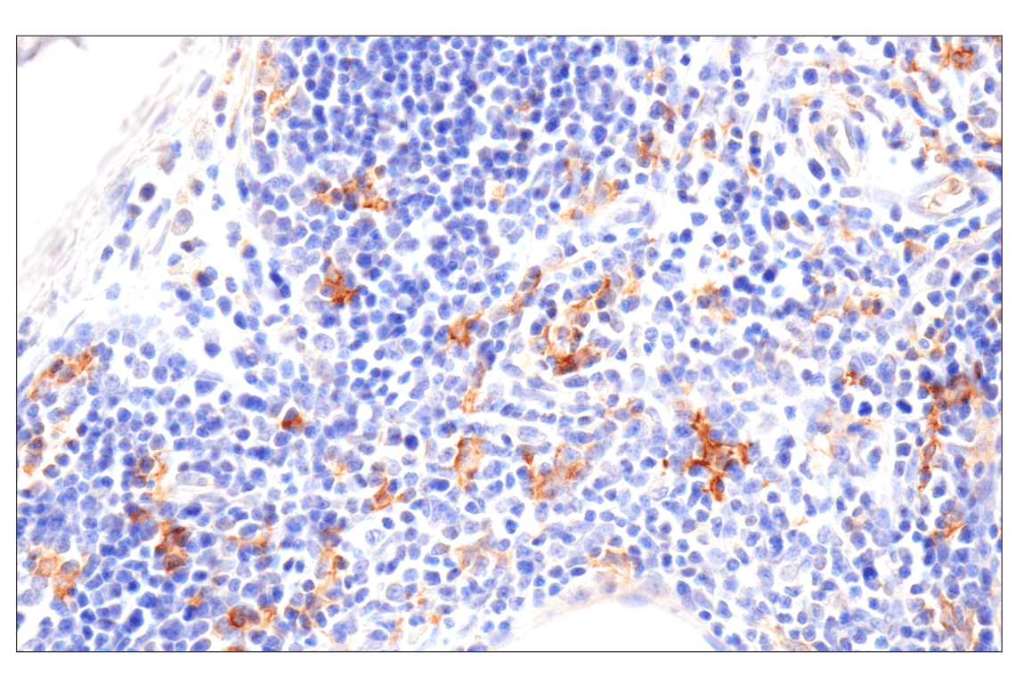 Immunohistochemistry Image 4: SLC40A1/Ferroportin-1 (F9U5S) Rabbit mAb