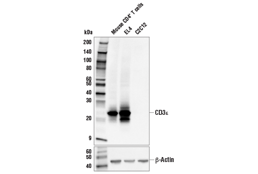Western Blotting Image 1: CD3ε (E4T1B) XP<sup>®</sup> Rabbit mAb (BSA and Azide Free)