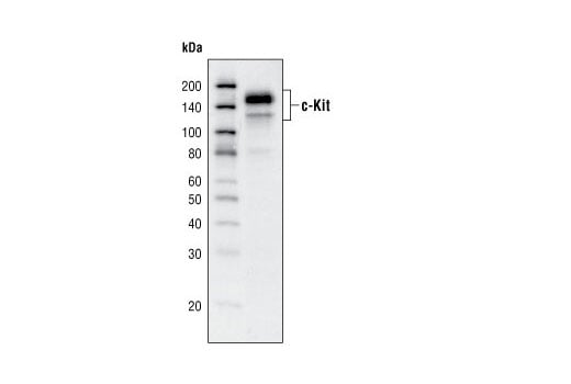Western Blotting Image 1: c-Kit (Ab81) Mouse mAb (BSA and Azide Free)