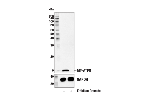 Western Blotting Image 2: MT-ATP8 (E2W1A) Rabbit mAb