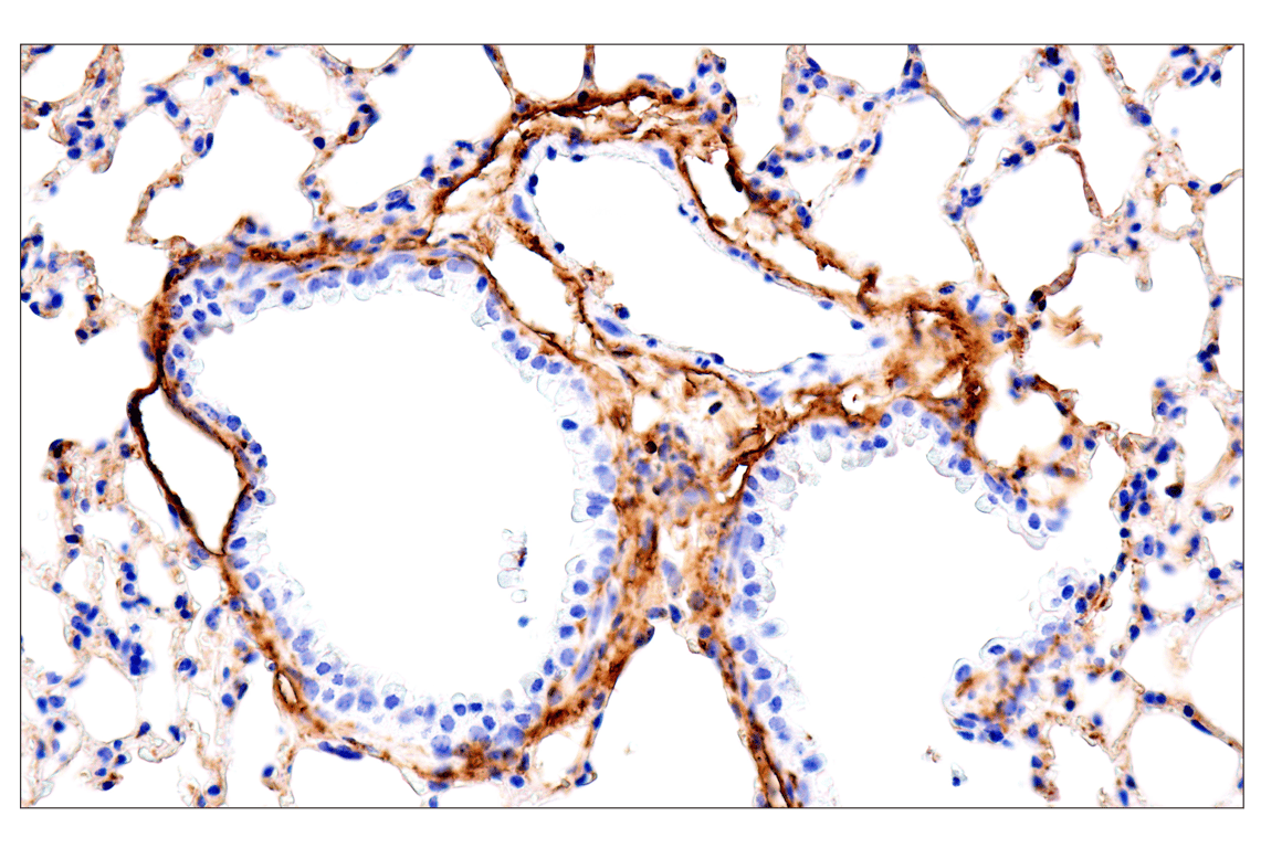 Immunohistochemistry Image 4: DPEP-1/MDP (E5H7T) Rabbit mAb