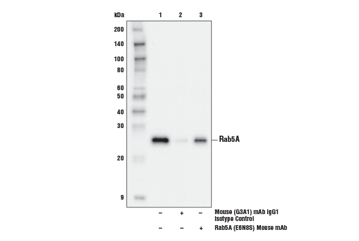 Immunoprecipitation Image 2: Rab5A (E6N8S) Mouse mAb