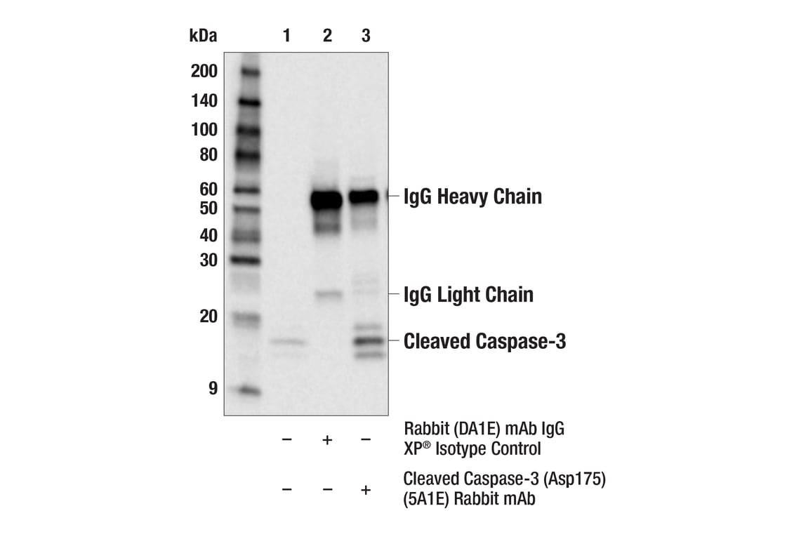 undefined Image 16: Apoptosis Antibody Sampler Kit II