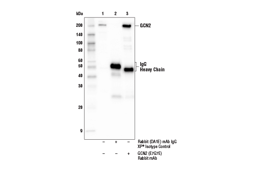 undefined Image 3: PhosphoPlus <sup>®</sup> GCN2 (Thr899) Antibody Duet