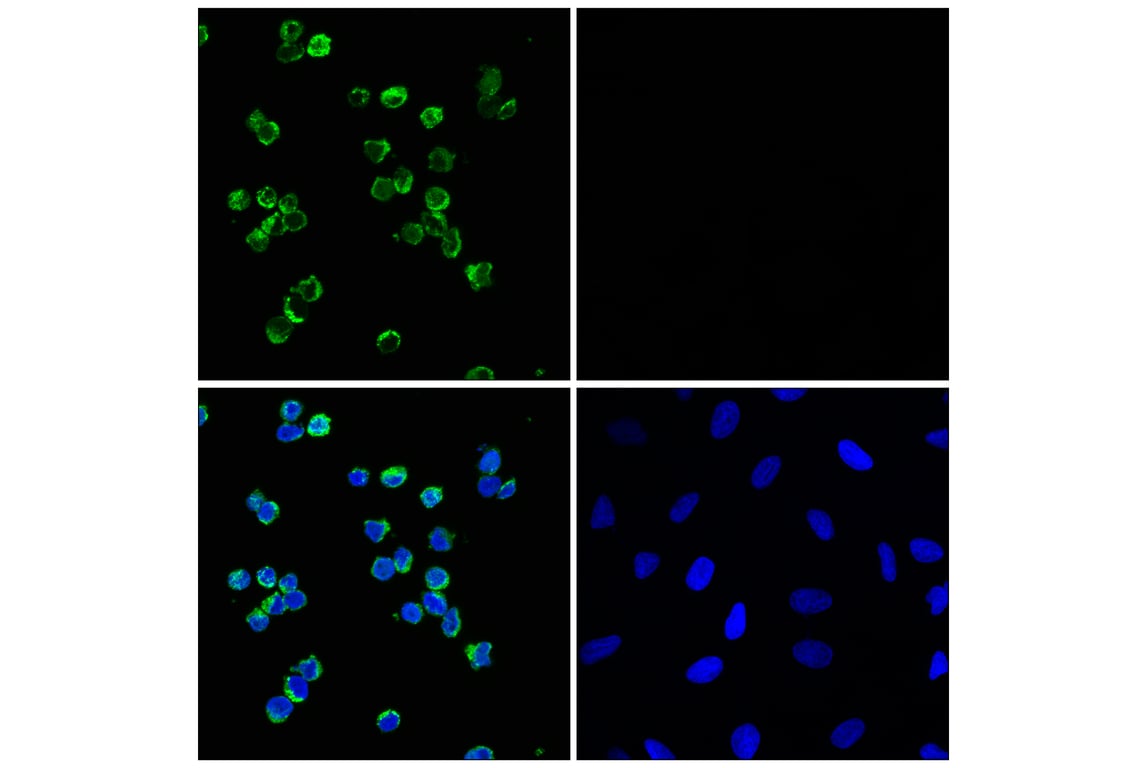 Immunofluorescence Image 1: Myeloperoxidase (E1E7I) XP<sup>®</sup> Rabbit mAb (Alexa Fluor<sup>®</sup> 488 Conjugate)