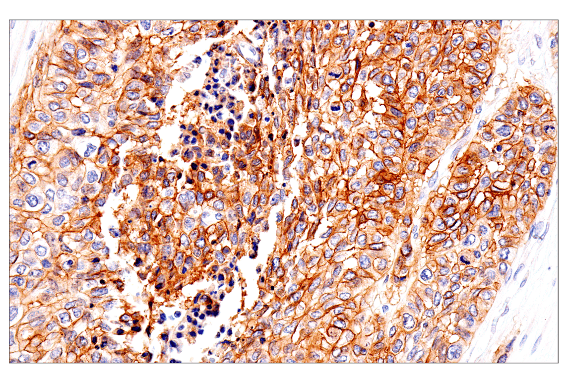 Immunohistochemistry Image 1: p75NTR (E7I3M) Rabbit mAb