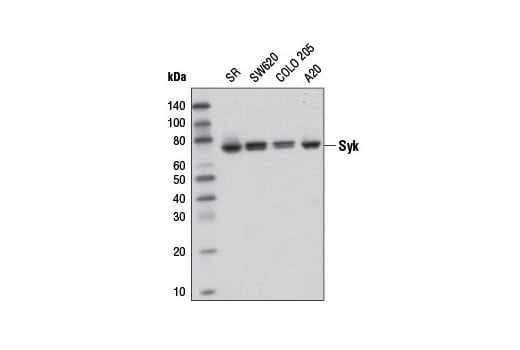 Western Blotting Image 1: Syk (D1I5Q) Rabbit mAb (BSA and Azide Free)