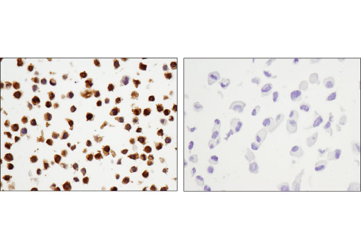 Immunohistochemistry Image 4: Galectin-9 (D9R4A) XP<sup>®</sup> Rabbit mAb (BSA and Azide Free)