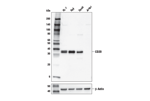 Western Blotting Image 1: CD20 (E7B7T) XP® Rabbit mAb