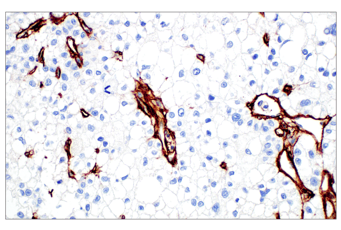 Immunohistochemistry Image 1: COL4A1 (E5M6R) Rabbit mAb (BSA and Azide Free)