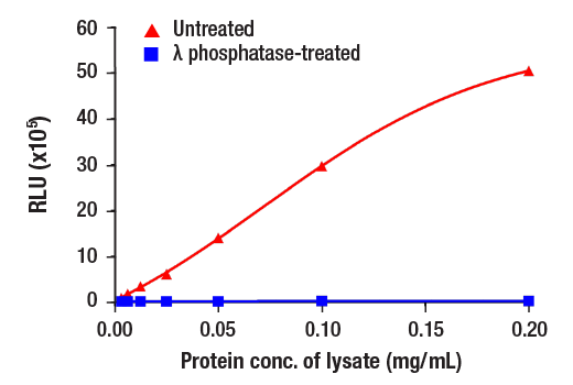 ELISA Image 1: PathScan® RP Phospho-Tau (Thr217) Chemiluminescent Sandwich ELISA Kit