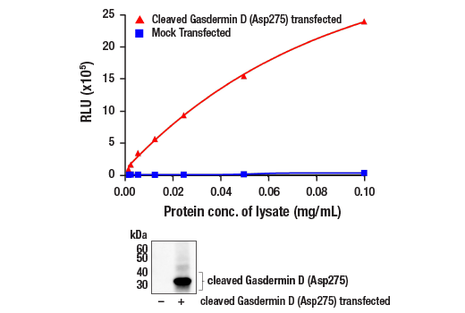 ELISA Image 1: PathScan<sup>®</sup> RP Cleaved Gasdermin D (Asp275) Chemiluminescent Sandwich ELISA Kit